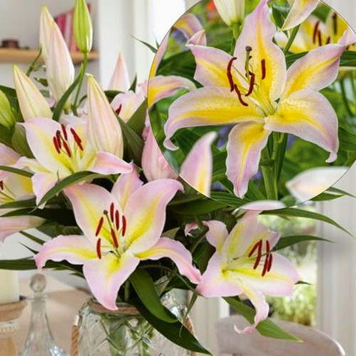 Lilium 'Hocus Pocus' - Liilia 'Hocus Pocus' P11/0,75L